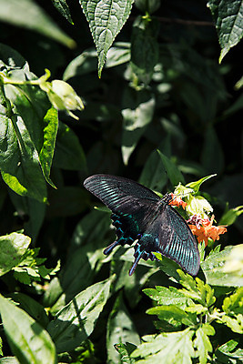 포토 JPG 나비 한국 사람없음 배추 강원도 배추밭 태백 고랭지 매봉산 제비나비 국내포토 아시아 곤충 밭 농업 채소 산 파일형식