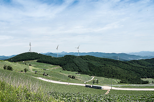 포토 JPG 하늘 한국 풍경 사람없음 풍력에너지 배추 강원도 배추밭 태백 고랭지 매봉산 국내포토 아시아 밭 농업 채소 산 그린에너지 파일형식