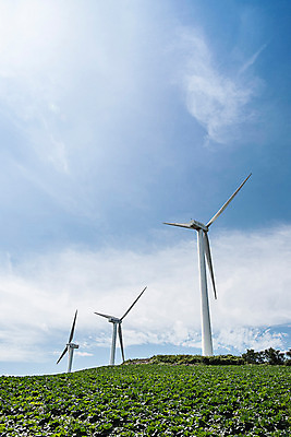 포토 JPG 하늘 한국 풍경 사람없음 풍력에너지 배추 강원도 배추밭 태백 고랭지 매봉산 국내포토 아시아 밭 농업 채소 산 그린에너지 파일형식