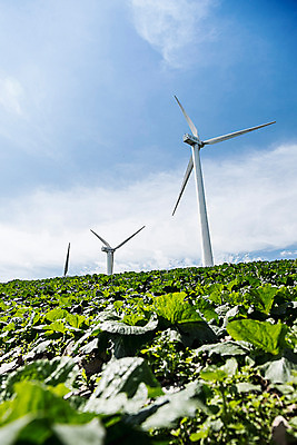 포토 JPG 하늘 한국 풍경 사람없음 풍력에너지 배추 강원도 배추밭 태백 고랭지 매봉산 국내포토 아시아 밭 농업 채소 산 그린에너지 파일형식