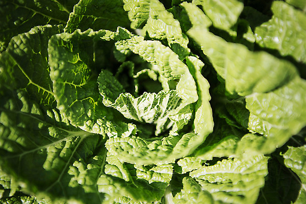포토 JPG 한국 사람없음 배추 강원도 태백 매봉산 국내포토 아시아 채소 산 파일형식