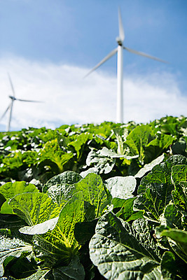 포토 JPG 하늘 한국 풍경 사람없음 아웃포커스 풍력에너지 배추 강원도 배추밭 태백 고랭지 매봉산 국내포토 아시아 밭 농업 채소 산 촬영기법 그린에너지 파일형식