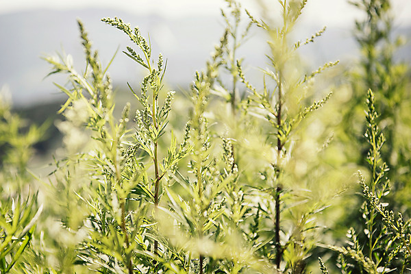 포토 JPG 식물 한국 사람없음 강원도 태백 매봉산 국내포토 아시아 산 파일형식