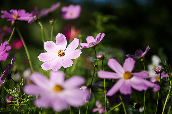 포토 JPG 한국 사람없음 아웃포커스 코스모스 강원도 태백 국내포토 꽃 아시아 촬영기법 파일형식