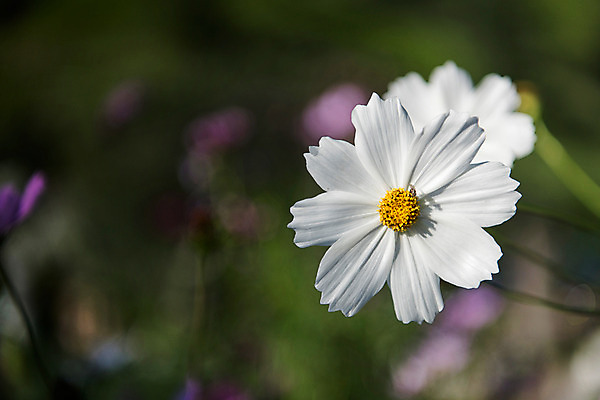 포토 JPG 한국 사람없음 아웃포커스 흰색 코스모스 강원도 태백 국내포토 꽃 아시아 컬러 촬영기법 파일형식