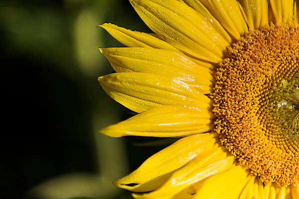 포토 JPG 한송이 해바라기 한국 근접촬영 사람없음 아웃포커스 강원도 꽃축제 태백 국내포토 1 꽃 아시아 뷰포인트 촬영기법 축제 송이 파일형식