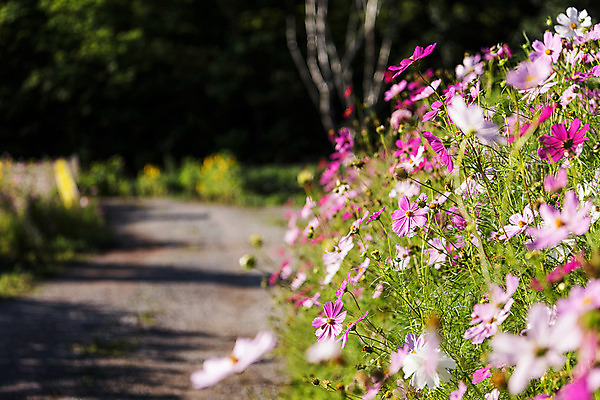 포토 JPG 길 한국 사람없음 아웃포커스 코스모스 강원도 태백 국내포토 꽃 아시아 촬영기법 파일형식