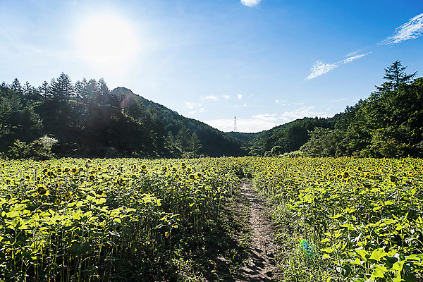 포토 JPG 나무 하늘 해바라기 산 한국 풍경 사람없음 강원도 꽃축제 태백 국내포토 식물 꽃 아시아 축제 파일형식