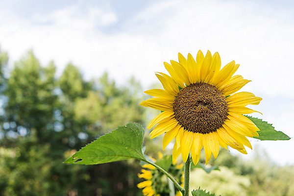 포토 JPG 나무 한송이 해바라기 한국 사람없음 아웃포커스 강원도 꽃축제 태백 국내포토 식물 1 꽃 아시아 촬영기법 축제 송이 파일형식