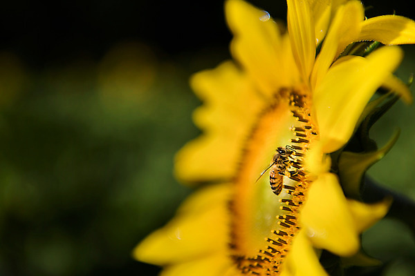 포토 JPG 한송이 해바라기 한국 근접촬영 사람없음 아웃포커스 벌 강원도 꽃축제 태백 국내포토 1 꽃 아시아 뷰포인트 곤충 촬영기법 축제 송이 파일형식