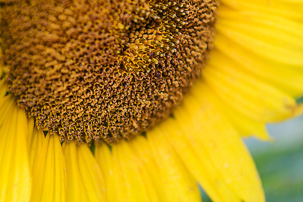 포토 JPG 한송이 해바라기 한국 근접촬영 사람없음 아웃포커스 강원도 꽃축제 태백 국내포토 1 꽃 아시아 뷰포인트 촬영기법 축제 송이 파일형식