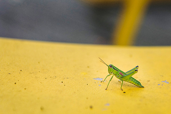 포토 JPG 한국 사람없음 아웃포커스 강원도 메뚜기 태백 국내포토 아시아 곤충 촬영기법 파일형식