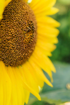 포토 JPG 한송이 해바라기 한국 사람없음 아웃포커스 강원도 꽃축제 태백 국내포토 1 꽃 아시아 촬영기법 축제 송이 파일형식