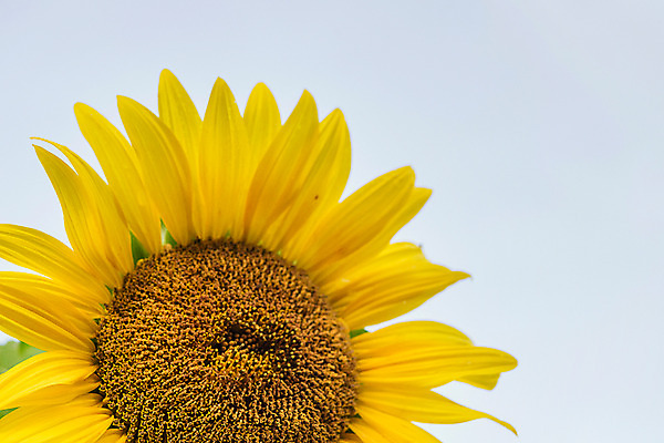 포토 JPG 한송이 해바라기 한국 사람없음 아웃포커스 강원도 꽃축제 태백 국내포토 1 꽃 아시아 촬영기법 축제 송이 파일형식