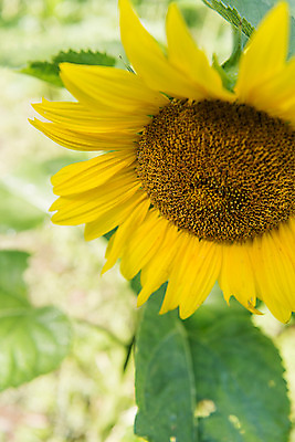 포토 JPG 해바라기 한국 사람없음 아웃포커스 강원도 꽃축제 태백 국내포토 꽃 아시아 촬영기법 축제 파일형식