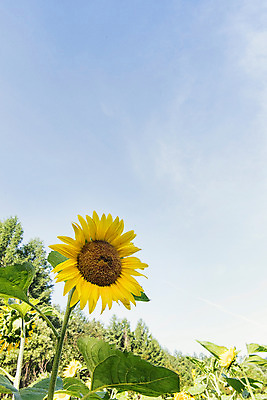 포토 JPG 나무 하늘 해바라기 한국 사람없음 강원도 꽃축제 태백 국내포토 식물 꽃 아시아 축제 파일형식