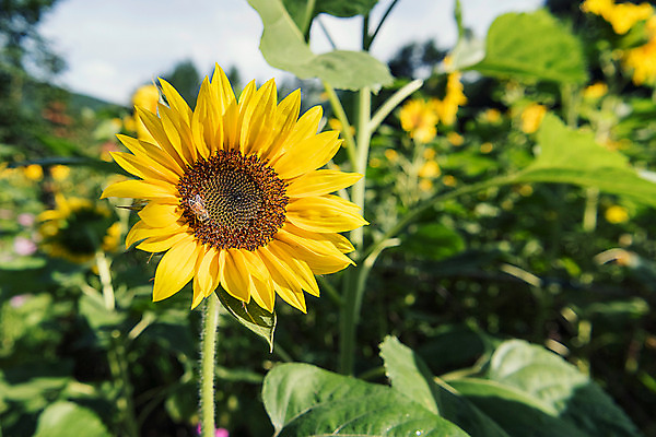 포토 JPG 해바라기 한국 사람없음 아웃포커스 강원도 꽃축제 태백 국내포토 꽃 아시아 촬영기법 축제 파일형식