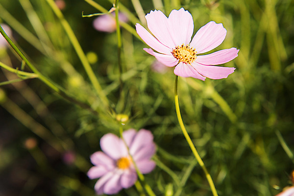 포토 JPG 한국 사람없음 아웃포커스 코스모스 강원도 태백 국내포토 꽃 아시아 촬영기법 파일형식