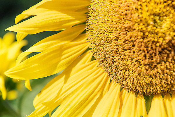 포토 JPG 해바라기 한국 근접촬영 사람없음 아웃포커스 강원도 꽃축제 태백 국내포토 꽃 아시아 뷰포인트 촬영기법 축제 파일형식