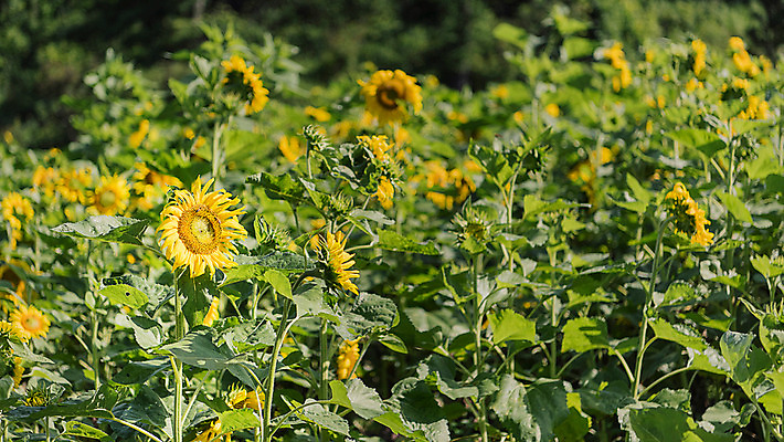 포토 JPG 해바라기 한국 사람없음 아웃포커스 강원도 꽃축제 태백 국내포토 꽃 아시아 촬영기법 축제 파일형식
