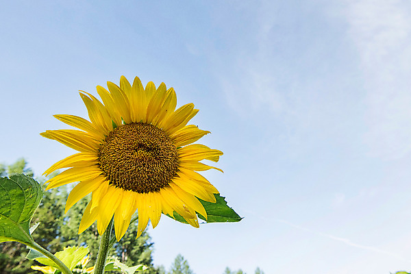 포토 JPG 한송이 하늘 해바라기 한국 사람없음 아웃포커스 강원도 꽃축제 태백 국내포토 1 꽃 아시아 촬영기법 축제 송이 파일형식