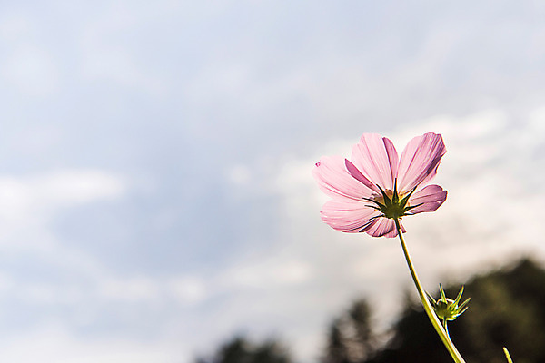 포토 JPG 한송이 한국 사람없음 아웃포커스 코스모스 강원도 태백 국내포토 1 꽃 아시아 촬영기법 송이 파일형식
