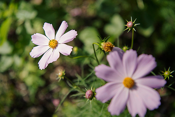 포토 JPG 한국 사람없음 아웃포커스 코스모스 강원도 태백 국내포토 꽃 아시아 촬영기법 파일형식