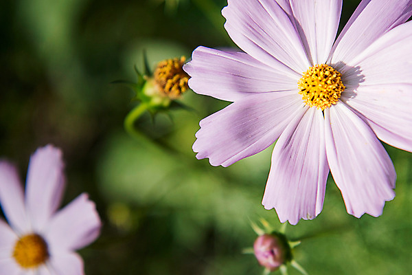 포토 JPG 한국 근접촬영 사람없음 아웃포커스 코스모스 강원도 태백 국내포토 꽃 아시아 뷰포인트 촬영기법 파일형식