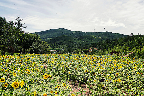 포토 JPG 나무 하늘 해바라기 산 한국 사람없음 강원도 꽃축제 태백 국내포토 식물 꽃 아시아 축제 파일형식