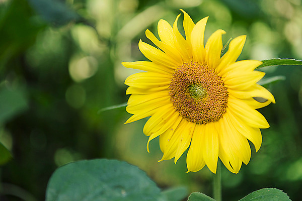 포토 JPG 한송이 해바라기 한국 사람없음 아웃포커스 강원도 꽃축제 태백 국내포토 1 꽃 아시아 촬영기법 축제 송이 파일형식