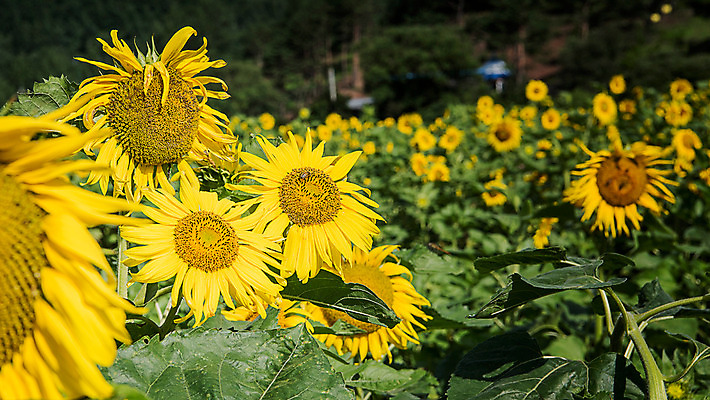 포토 JPG 해바라기 한국 사람없음 아웃포커스 강원도 꽃축제 태백 국내포토 꽃 아시아 촬영기법 축제 파일형식