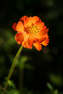 포토 JPG 한송이 한국 사람없음 아웃포커스 주황색 들꽃 강원도 태백 국내포토 1 꽃 아시아 컬러 촬영기법 송이 파일형식