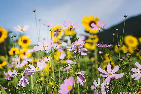 포토 JPG 해바라기 한국 사람없음 아웃포커스 코스모스 강원도 꽃축제 태백 국내포토 꽃 아시아 촬영기법 축제 파일형식