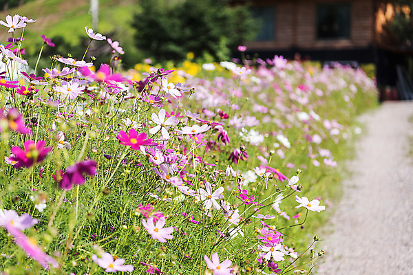 포토 JPG 길 해바라기 한국 사람없음 아웃포커스 코스모스 강원도 꽃축제 태백 국내포토 꽃 아시아 촬영기법 축제 파일형식