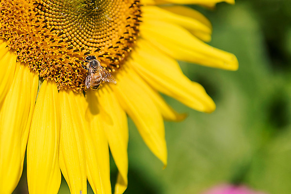 포토 JPG 한송이 해바라기 한국 근접촬영 사람없음 아웃포커스 벌 강원도 꽃축제 태백 국내포토 1 꽃 아시아 뷰포인트 곤충 촬영기법 축제 송이 파일형식