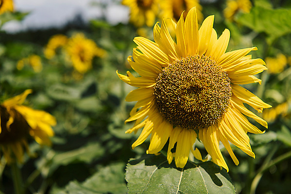 포토 JPG 해바라기 한국 사람없음 아웃포커스 강원도 꽃축제 태백 국내포토 꽃 아시아 촬영기법 축제 파일형식