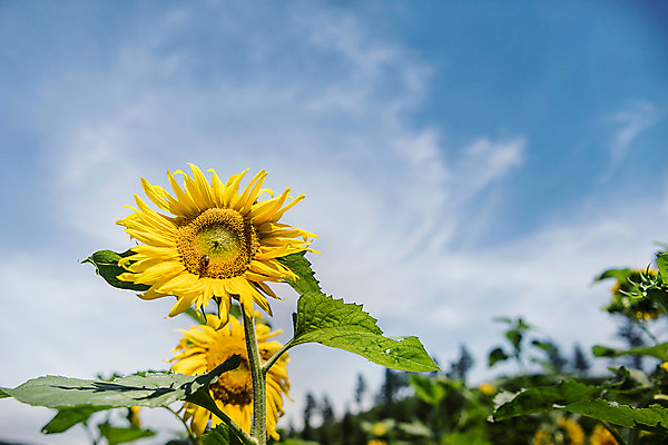 포토 JPG 하늘 해바라기 한국 사람없음 아웃포커스 벌 강원도 꽃축제 태백 국내포토 꽃 아시아 곤충 촬영기법 축제 파일형식