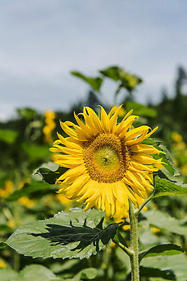 포토 JPG 해바라기 한국 사람없음 아웃포커스 강원도 꽃축제 태백 국내포토 꽃 아시아 촬영기법 축제 파일형식