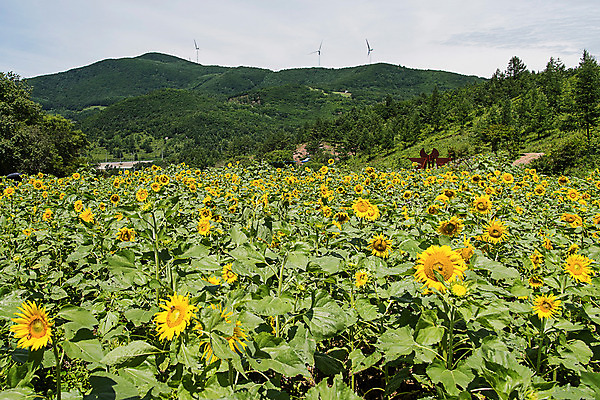 포토 JPG 해바라기 산 한국 사람없음 강원도 꽃축제 태백 국내포토 꽃 아시아 축제 파일형식