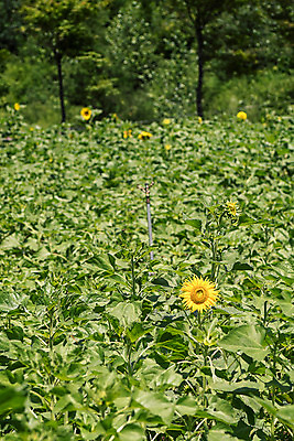 포토 JPG 나무 해바라기 한국 사람없음 아웃포커스 강원도 꽃축제 태백 국내포토 식물 꽃 아시아 촬영기법 축제 파일형식