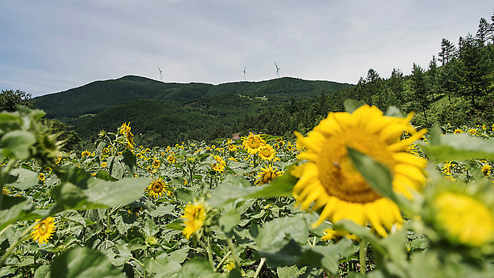포토 JPG 해바라기 산 한국 사람없음 아웃포커스 강원도 꽃축제 태백 국내포토 꽃 아시아 촬영기법 축제 파일형식