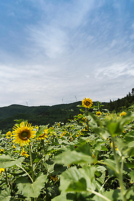 포토 JPG 하늘 해바라기 산 한국 사람없음 강원도 꽃축제 태백 국내포토 꽃 아시아 축제 파일형식