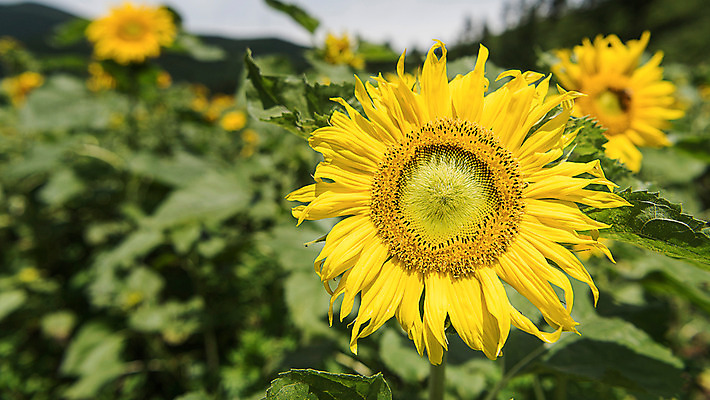 포토 JPG 해바라기 한국 사람없음 아웃포커스 강원도 꽃축제 태백 국내포토 꽃 아시아 촬영기법 축제 파일형식