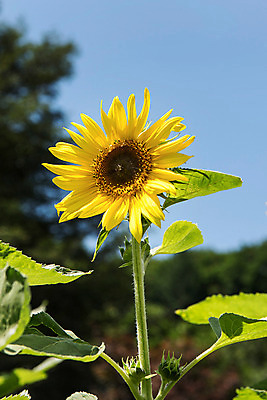 포토 JPG 한송이 하늘 해바라기 한국 사람없음 아웃포커스 강원도 꽃축제 태백 국내포토 1 꽃 아시아 촬영기법 축제 송이 파일형식
