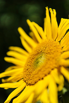 포토 JPG 해바라기 한국 근접촬영 사람없음 아웃포커스 강원도 꽃축제 태백 국내포토 꽃 아시아 뷰포인트 촬영기법 축제 파일형식