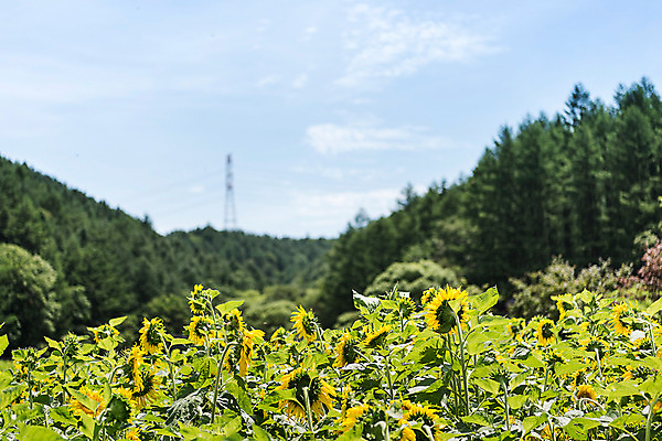 포토 JPG 나무 하늘 해바라기 산 한국 사람없음 아웃포커스 강원도 꽃축제 태백 국내포토 식물 꽃 아시아 촬영기법 축제 파일형식
