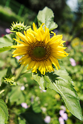 포토 JPG 해바라기 한국 사람없음 아웃포커스 강원도 꽃축제 태백 국내포토 꽃 아시아 촬영기법 축제 파일형식