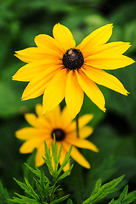 포토 JPG 한국 사람없음 아웃포커스 노란색 들꽃 강원도 태백 국내포토 꽃 아시아 컬러 촬영기법 파일형식