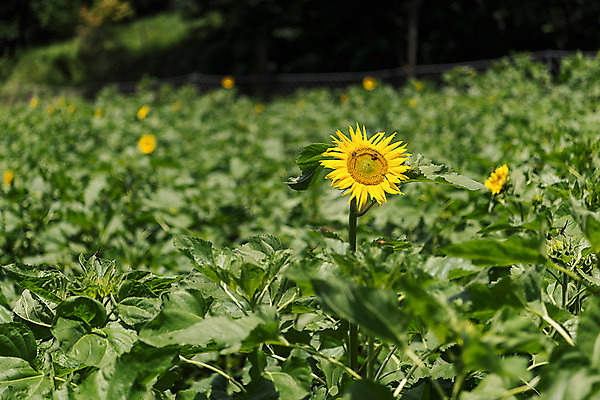 포토 JPG 해바라기 한국 사람없음 아웃포커스 강원도 꽃축제 태백 국내포토 꽃 아시아 촬영기법 축제 파일형식