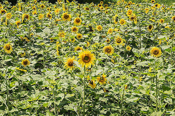 포토 JPG 해바라기 한국 사람없음 강원도 꽃축제 태백 국내포토 꽃 아시아 축제 파일형식